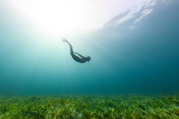 Scuba Diving - a person swimming in the water with grass