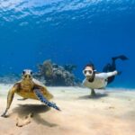 Diving Locations - a couple of sea turtles swimming next to each other