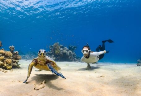 Diving Locations - a couple of sea turtles swimming next to each other