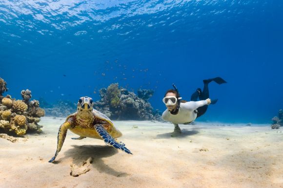 Diving Locations - a couple of sea turtles swimming next to each other