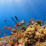 Diving Locations - a scuba diver swims over a colorful coral reef
