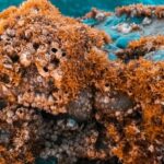 Coral Reef - Brown Corals