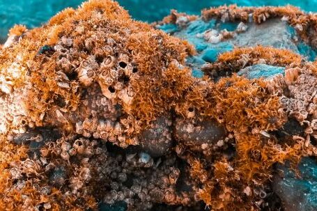 Coral Reef - Brown Corals