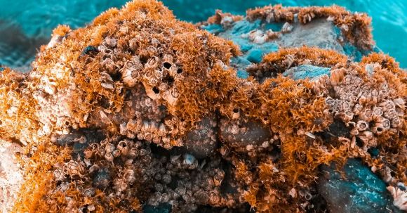 Coral Reef - Brown Corals
