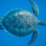 Diving Locations - Brown Turtle Underwater