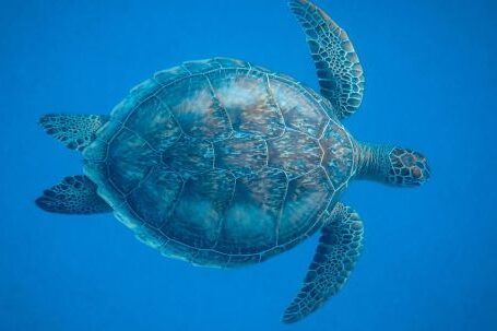 Diving Locations - Brown Turtle Underwater