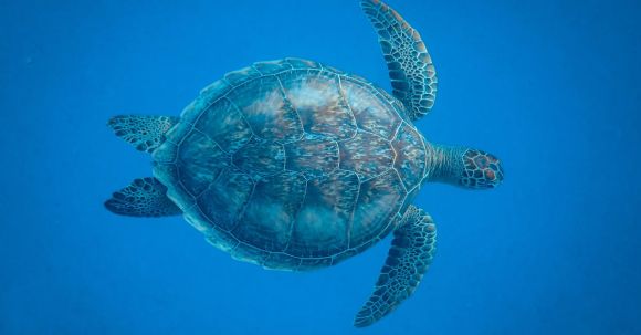 Diving Locations - Brown Turtle Underwater