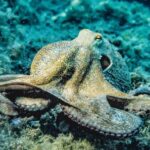 Diving Locations - Selective Focus Photography of Octopus