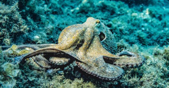 Diving Locations - Selective Focus Photography of Octopus
