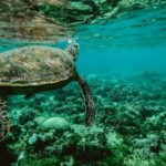 Marine - Photo of a Turtle Swimming Underwater