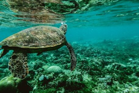 Marine - Photo of a Turtle Swimming Underwater