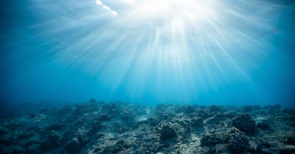 Marine - Underwater Photography of Ocean