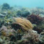 Underwater World - Spectacular underwater scenery with wild plants growing on bottom of sea with clean transparent turquoise water