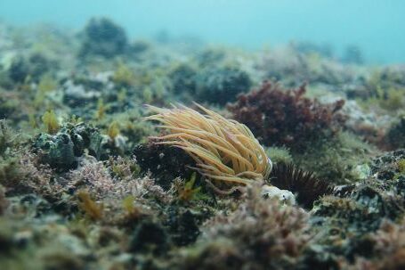 Underwater World - Spectacular underwater scenery with wild plants growing on bottom of sea with clean transparent turquoise water