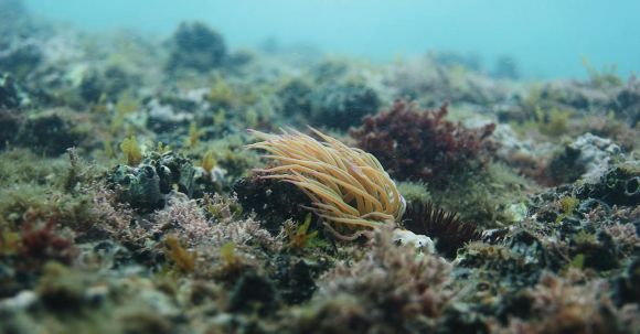 Underwater World - Spectacular underwater scenery with wild plants growing on bottom of sea with clean transparent turquoise water