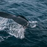 Marine - Photography of Whale Tail On Water Surface