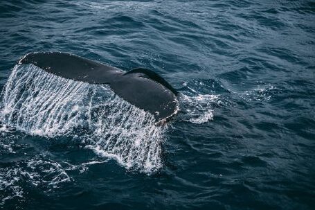 Marine - Photography of Whale Tail On Water Surface