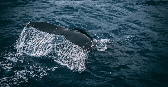 Marine - Photography of Whale Tail On Water Surface