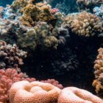 Coral Reef - Underwater Photography Of Corals