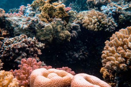 Coral Reef - Underwater Photography Of Corals