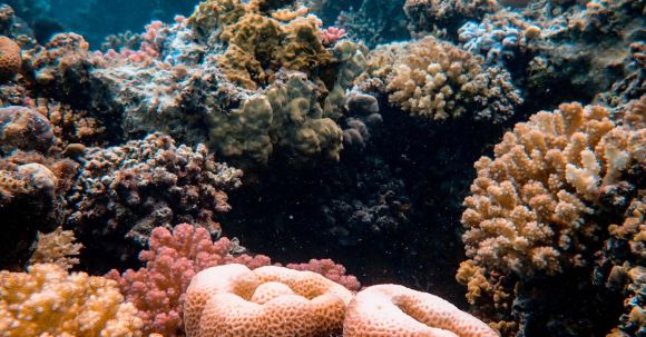 Coral Reef - Underwater Photography Of Corals