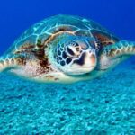 Underwater - Black and White Turtle