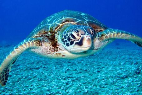 Underwater - Black and White Turtle