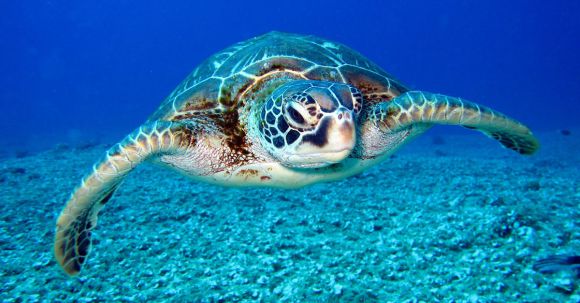 Underwater - Black and White Turtle