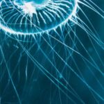 Underwater - White Jellyfish