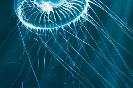Underwater - White Jellyfish