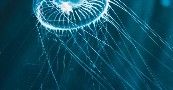 Underwater - White Jellyfish