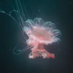 Underwater - Orange Jellyfish Photo