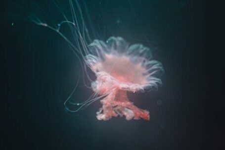 Underwater - Orange Jellyfish Photo