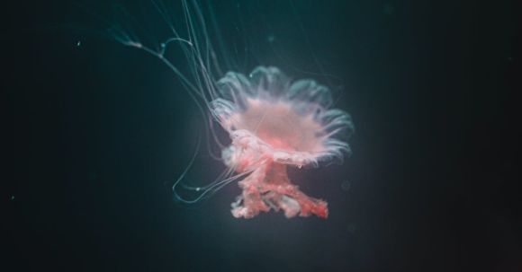 Underwater - Orange Jellyfish Photo