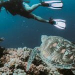 Underwater - Person Swimming Under Water Taking Photo of Turtle