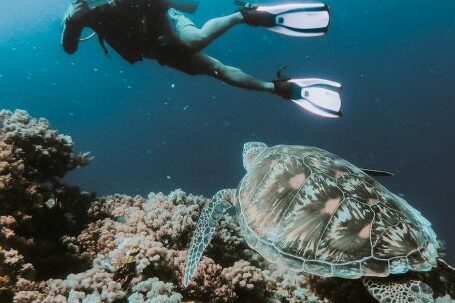Underwater - Person Swimming Under Water Taking Photo of Turtle
