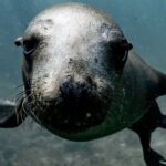 Underwater - A Close Up of a Sea Lion