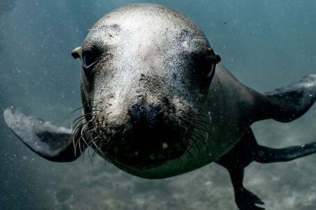 Underwater - A Close Up of a Sea Lion