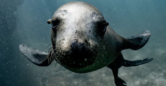 Underwater - A Close Up of a Sea Lion
