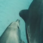 Underwater - Photo of Two Dolphins Underwater