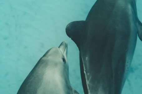 Underwater - Photo of Two Dolphins Underwater
