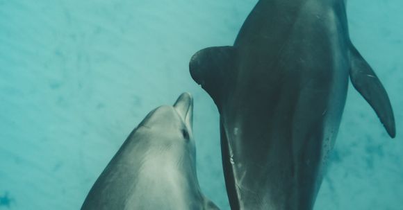 Underwater - Photo of Two Dolphins Underwater