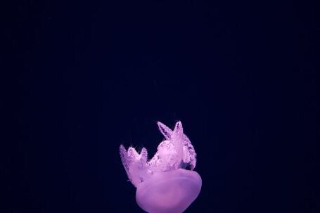 Underwater - Purple Jellyfish