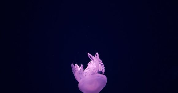 Underwater - Purple Jellyfish