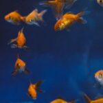 Underwater - Photo Of Gold Fishes