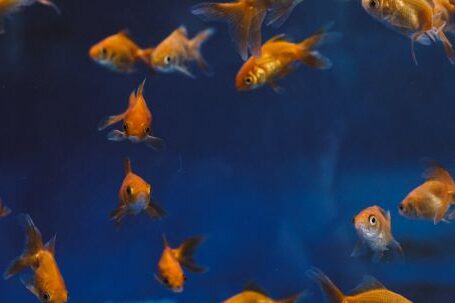 Underwater - Photo Of Gold Fishes