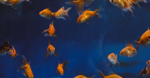 Underwater - Photo Of Gold Fishes