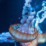 Marine - Close Up Photo of Jellyfish Underwater