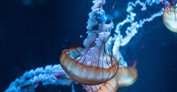 Marine - Close Up Photo of Jellyfish Underwater