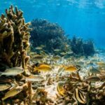 Coral Reef - Undersea landscape of coral reef